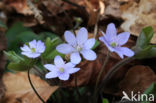 Leverbloempje (Hepatica nobilis)