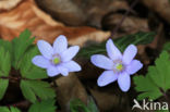 Leverbloempje (Hepatica nobilis)