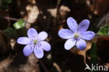 Leverbloempje (Hepatica nobilis)