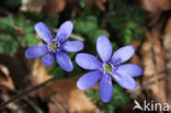 Round-lobed Hepatica (Hepatica nobilis)