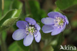 Round-lobed Hepatica (Hepatica nobilis)