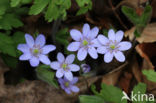 Leverbloempje (Hepatica nobilis)