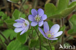 Round-lobed Hepatica (Hepatica nobilis)