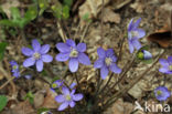 Round-lobed Hepatica (Hepatica nobilis)