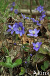 Round-lobed Hepatica (Hepatica nobilis)