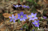 Round-lobed Hepatica (Hepatica nobilis)