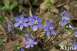 Round-lobed Hepatica (Hepatica nobilis)