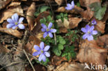 Round-lobed Hepatica (Hepatica nobilis)