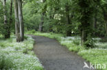 Woodruff (Galium odoratum)