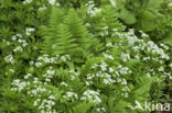 Lievevrouwebedstro (Galium odoratum)