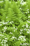 Woodruff (Galium odoratum)