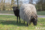 Lüneburger heideschaap (Ovis domesticus)