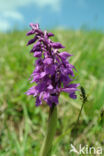 Early-purple Orchid (Orchis mascula)