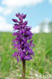 Early-purple Orchid (Orchis mascula)