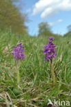 Early-purple Orchid (Orchis mascula)