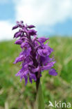 Mannetjesorchis (Orchis mascula)