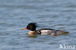 Red-brested Merganser (Mergus serrator)