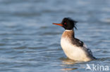 Red-brested Merganser (Mergus serrator)