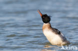 Red-brested Merganser (Mergus serrator)