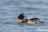 Red-brested Merganser (Mergus serrator)