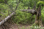 Nationaal park Beierse Woud