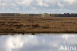 National Park Dwingelderveld