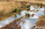 National Park Dwingelderveld