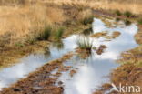 National Park Dwingelderveld