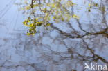 National Park Dwingelderveld
