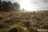 Nationaal Park Dwingelderveld