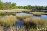 Nationaal Park Dwingelderveld