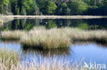 Nationaal Park Dwingelderveld