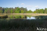 National Park Dwingelderveld