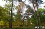 Nationaal Park Dwingelderveld