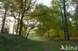 Nationaal Park Dwingelderveld