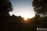 Nationaal Park Dwingelderveld