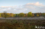 Nationaal Park Dwingelderveld