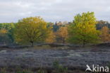 Nationaal Park Dwingelderveld