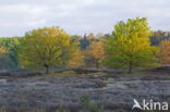 Nationaal Park Dwingelderveld