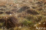 Nationaal Park Dwingelderveld