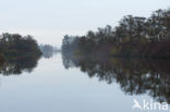 Nieuwkoopse Plassen