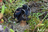 Nonnenkapkluifzwam (Helvella spadicea)