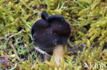 Helvella spadicea