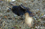 Helvella spadicea