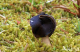 Helvella spadicea