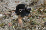 Nonnenkapkluifzwam (Helvella spadicea)