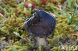 Helvella spadicea