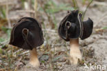 Nonnenkapkluifzwam (Helvella spadicea)