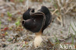 Helvella spadicea