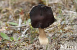 Helvella spadicea